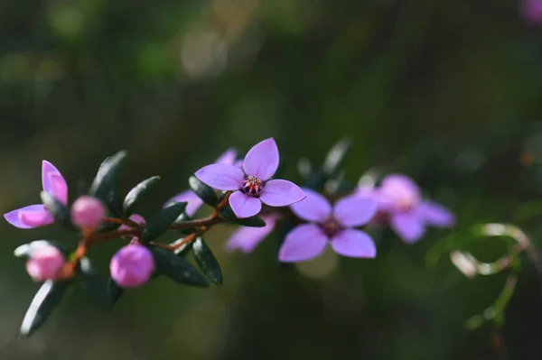 Fiori Rosa Del Nativo Australiano Boronia Ledifolia Famiglia Rutaceae Cresce — Foto Stock