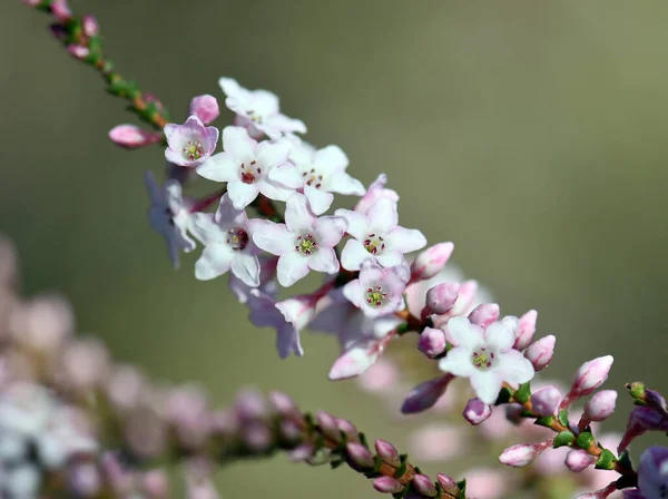 Roze Witte Bloemen Knoppen Van Australische Kust Coral Heath Epacris — Stockfoto