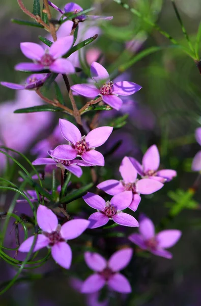 Pink Flowers Australian Native Boronia Ledifolia Family Rutaceae Growing Sydney — Stock Photo, Image