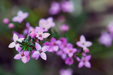 Boronia ledifolia, Rutaceae familyasının Avustralya yerlisi pembe kır çiçeği. Sydney Woodland, NSW, Avustralya 'da yetişiyor. Şov, Sydney ya da Ledum Boronia olarak bilinir. Kıştan bahara Çiçek açarken