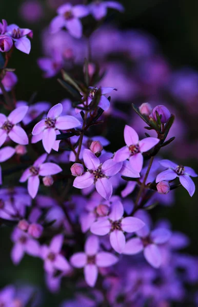 Розовые Цветы Австралийского Происхождения Boronia Ledifolia Семейство Rutaceae Выращивается Сиднее — стоковое фото