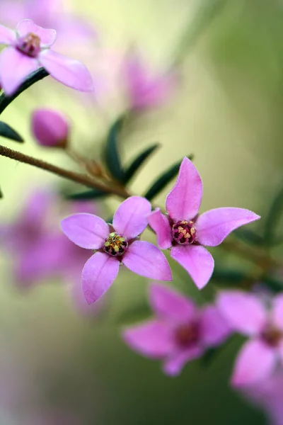 Rózsaszín Virágok Ausztrál Őshonos Boronia Ledifolia Család Rutaceae Sydney Woodlandben — Stock Fotó