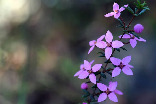 Австралийский Родной Розовый Фон Диких Цветов Boronia Ledifolia Семейство Rutaceae — стоковое фото