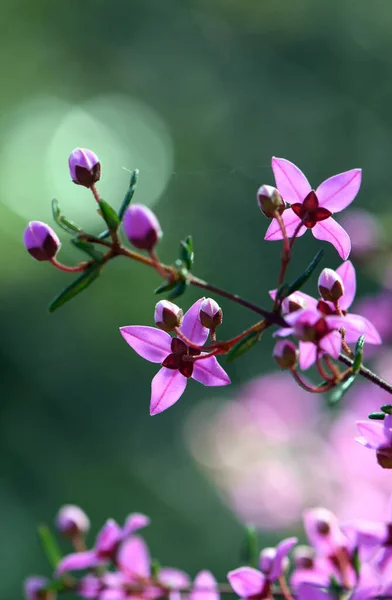 Ausztrál Őshonos Boronia Ledifolia Rutaceae Család Háttérvilágítású Rózsaszín Virágai Sydney — Stock Fotó