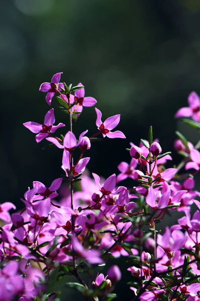 Подсвеченные Розовые Цветы Австралийского Происхождения Boronia Ledifolia Семейство Rutaceae Выращивается — стоковое фото