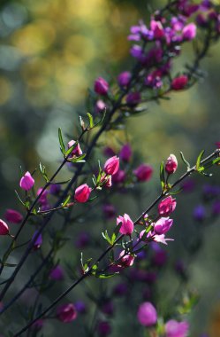 Avustralya doğumlu Boronia ledifolia, Rutaceae familyasından açık pembe çiçekler ve tomurcuklar. Sydney Woodland, NSW, Avustralya 'da yetişiyor. Ayrıca Şov, Sydney ya da Ledum Boronia olarak da bilinir. Kıştan bahara Çiçek açarken