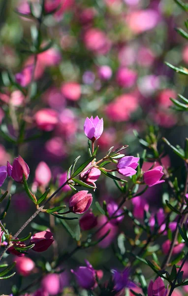 Pink Flowers Buds Australian Native Boronia Ledifolia Family Rutaceae Growing — Stock Photo, Image