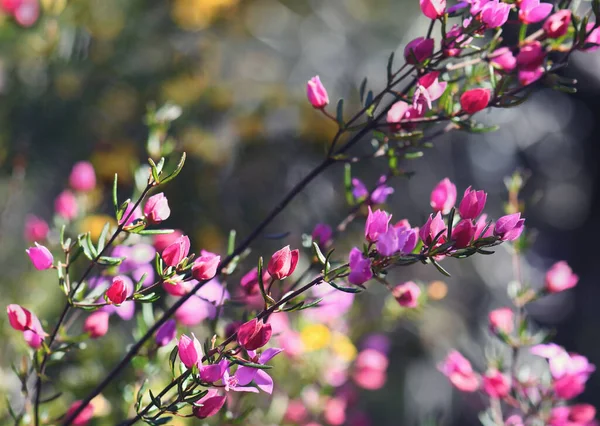 Backlit Pink Flowers Buds Australian Native Boronia Ledifolia Family Rutaceae — Stock Photo, Image