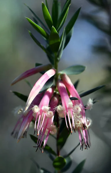 Австралийский Коренной Розовый Пятиугловые Цветы Styphelia Triflora Семейство Ericaceae Растет — стоковое фото