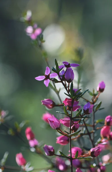 Flores Brotes Rosa Retroiluminados Nativa Australiana Boronia Ledifolia Familia Rutaceae — Foto de Stock