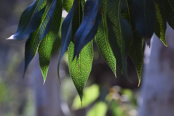 Back Lit Leaves Australian Native Protea Woody Pear Xylomelum Pyriforme — Stock Photo, Image