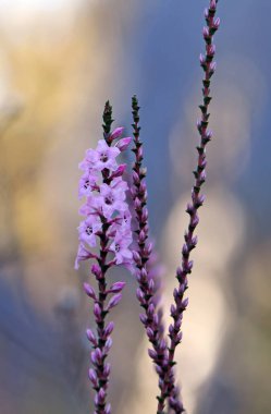 Avustralya 'nın yerli sahil kenti Coral Heath' in pembe ve beyaz çiçekleri ve tomurcukları, Epacris microphylla, ormanlık Sydney, Avustralya 'da yetişiyor. Çiçekler kıştan yaza