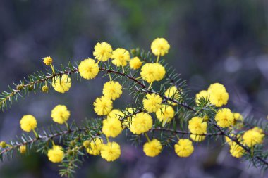 Yellow globular çiçek ve Avustralya 'nın Kirpi Gıdaklaması, Acacia echinula, Sydney sclerophyll ormanında yetişen Fabaceae familyasından ince dikenli yapraklar. Kış ve bahar çiçekleri