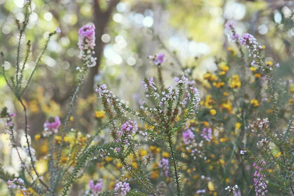 Fondo Naturaleza Primaveral Australiana Flores Silvestres Nativas Coloridas Sotobosque Sydney — Foto de Stock