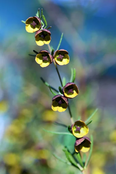 Kahverengi ve sarı kokulu Boronia megastigması, Rutaceae ailesi. Güneybatı Avustralya 'ya özgü küçük bir çalılık. Bahar çiçekleri. Genel adı Brown Boronia 'dır.