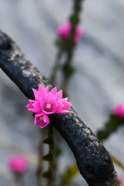 Рожеві Квіти Місцевої Троянди Boronia Serrulata Ростуть Серед Обгорілих Чорних — стокове фото