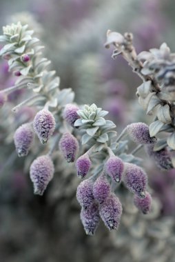 Avustralya yerlisi Woolly calyxed Eremophila, Eremophila laknocalyx 'in gri yaprakları ve mor çiçek tomurcukları. Scrophulariaceae familyasının bir üyesi. Batı Avustralya Endemisi