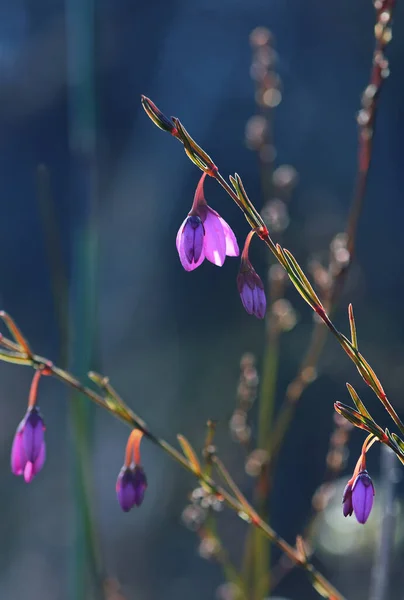 Delicate back lit drooping flowers of the native Australian Black Eyed Susan, Tetratheca shiressii, family Elaeocarpaceae, growing amongst rushes in heath in Sydney. Also called Scrambling Pink Bell. Endemic to NSW. Winter to spring flowering