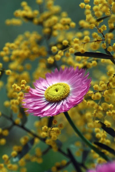 Australian Native Pink Everlasting Daisy Rhodanthe Chlorocephala Amongst Yellow Wattle — Stock Photo, Image