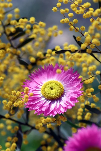 Australian Native Pink Everlasting Daisy Rhodanthe Chlorocephala Amongst Yellow Wattle — Stock Photo, Image