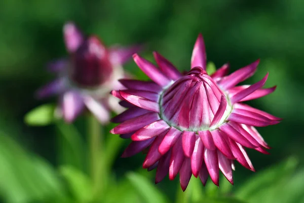 Latar Belakang Alam Musim Semi Dari Daisy Everlasting Xerochrysum Bracteatum — Stok Foto