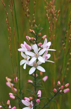 White flowers and pink buds of the Australian native Box Leaf Waxflower, Philotheca buxifolia, family Rutaceae, growing wild among rushes in heath, Sydney, NSW, Australia. Winter to spring flowering clipart