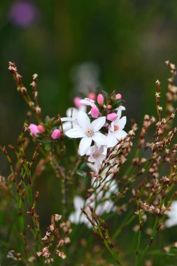 Avustralya 'nın Box Leaf Waxflower, Philotheca buxifolia, Rutaceae familyasından beyaz çiçekler ve pembe tomurcuklar fundalıklarda yetişiyor, Sydney, NSW, Avustralya. Kıştan bahara Çiçek açarken