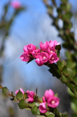 Avustralya Yerli Gülü 'nün koyu pembe çiçekleri, Boronia serrulata, Rutaceae ailesi, mavi gökyüzüne karşı. Sydney, NSW 'de nemli çalılıklarda yetişiyor. Bahar çiçekleri. Ayrıca Sklerophyll Ormanı 'nın alt katlarında, tam güneş gölgesinde de bulunur..