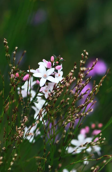 White Flowers Pink Buds Australian Native Box Leaf Waxflower Philotheca — Stock Photo, Image