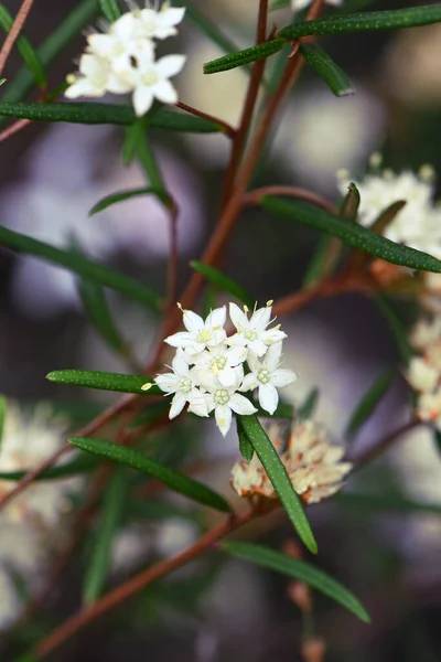 Csillag Mint Ausztrál Phebalium Squamulosum Krémes Virága Rutaceae Család Sydney — Stock Fotó