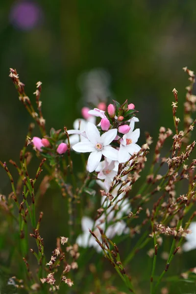 澳大利亚悉尼 新南威尔士州的草丛中生长着白色的花和粉红的芽 原产于澳大利亚本土的箱形叶蜡花 凤尾草 杜鹃科 冬季至春季开花 — 图库照片