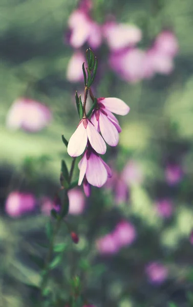 シドニーの健康状態で成長する オーストラリア原産のブラック アイド スーザン Tetratheca Shiressii の繊細な垂下花 スクランブルピンクベルとも呼ばれます ニューサウスウェールズ大学に入学 冬から春の開花 — ストック写真