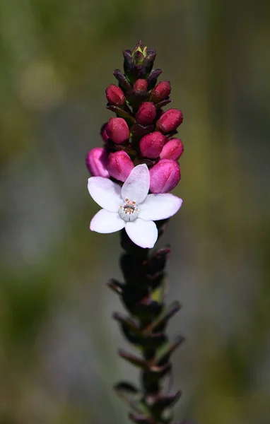 Flores Blancas Capullos Rosados Del Nativo Australiano Box Leaf Waxflower — Foto de Stock