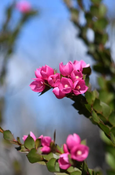 Deep Pink Flowers Australian Native Rose Boronia Serrulata Family Rutaceae — Stock Photo, Image