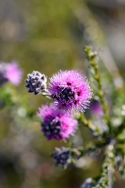 Detailní Záběr Narůžovělých Purpurových Květů Australské Domorodé Myrtice Kunzea Capitata — Stock fotografie