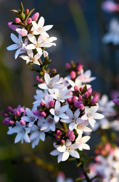 オーストラリア原産のBox Leaf Waxflower Philotheca Buxifolia 科のRutaceaeの白い花とピンクの蕾は 野生で成長し シドニー ニューサウスウェールズ州 オーストラリアで急いでいます — ストック写真