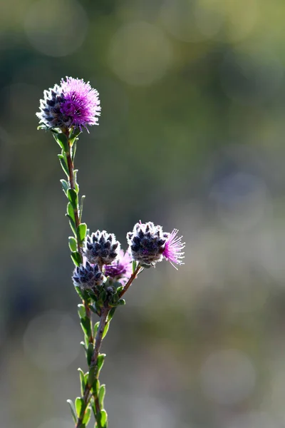 Pinkish Purple Flowers Australian Native Myrtle Kunzea Capitata Family Myrtaceae — Stock Photo, Image