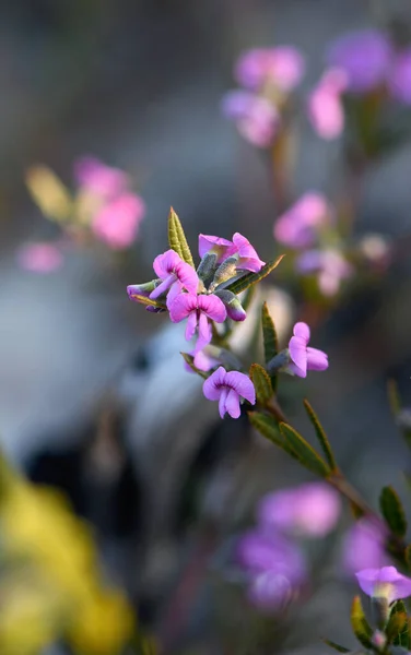 Нежные Розовые Фиолетовые Гороховые Цветы Heathy Mirbelia Mirbelia Rubiifolia Семейство — стоковое фото