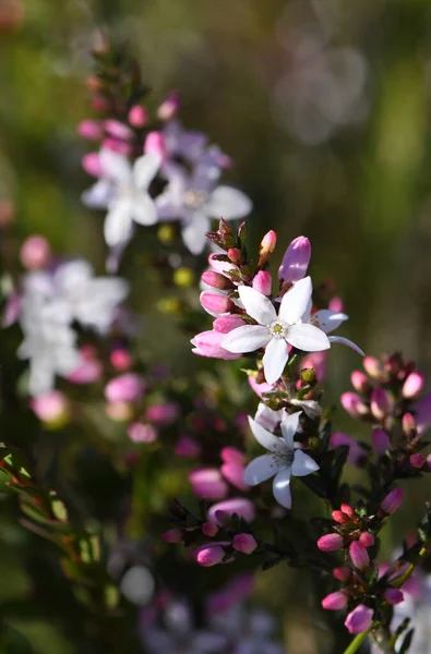 Vita Blommor Och Rosa Knoppar Den Australiska Inhemska Box Leaf — Stockfoto