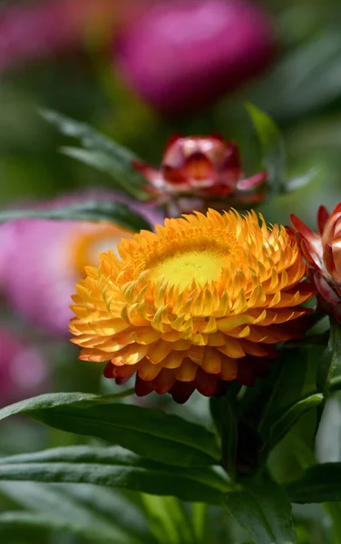 Крупный План Австралийского Происхождения Everlasting Daisy Xerochrysum Bracteatum Семейство Asteraceae — стоковое фото