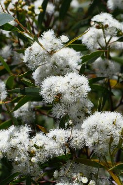Port Jackson Mallee 'nin beyaz çiçekleri, okaliptüs obstanlar, Myrtaceae ailesi. Sığ kumlu topraklar ve Mallee fundalıkları, kuru sclerophyll ormanları ve Heathlands 'deki kumtaşı çıkıntıları üzerinde Sydney bölgesinde sınırlı dağıtım..