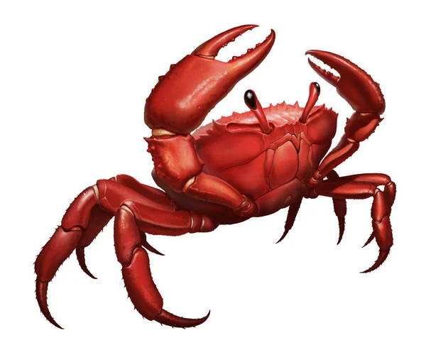 Krabba Stora Röda Attacker Aggressivt Genom Att Lyfta Sina Klor — Stockfoto