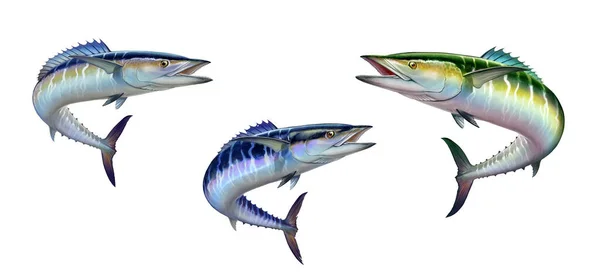 サバのスペイン語を設定する白いリアルなイラストの上に濃い青魚の大きな魚を隔離します 口を開けたままの大きなサバの緑の捕食魚 — ストック写真