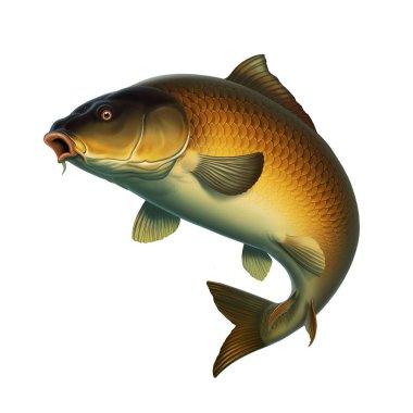 Carp fish (koi) realism isolate illustration. Fishing for big carp, feeder fishing, carp fishing. clipart