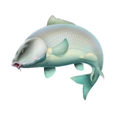 Sazan balığı (koi) gerçekçiliği resimlemeyi izole eder. Büyük sazan balığı, balık avı, sazan balığı avı..