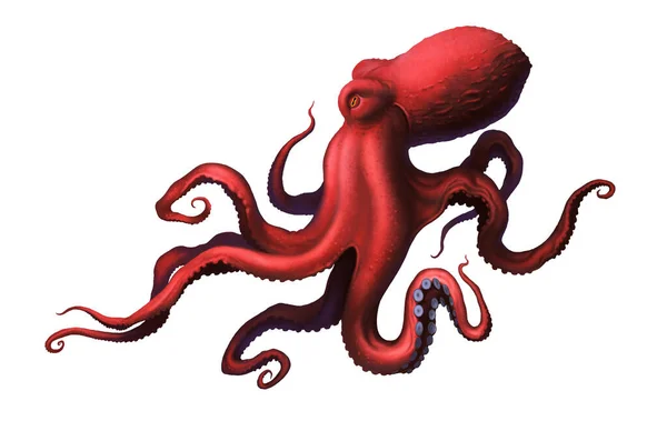Octopus Rood Groot Met Lange Tentakels Zuignappen Illustratie Realisme Isoleren — Stockfoto