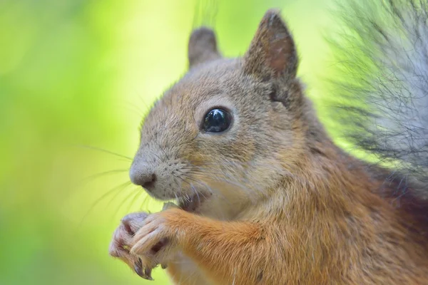 Esquilo close-up — Fotografia de Stock