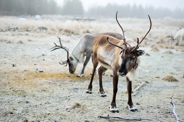 Lapland içinde otlatma Ren geyiği