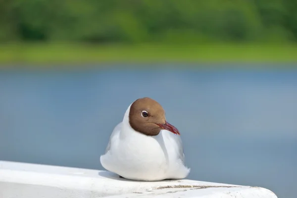 Black-headed gull — Stock Photo, Image