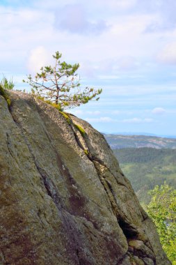 Küçük bir kayalık uçurum ağaçta